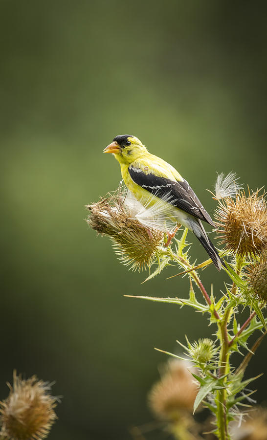 American Goldfinch On A Thistle 2013-3 Photograph by Thomas Young