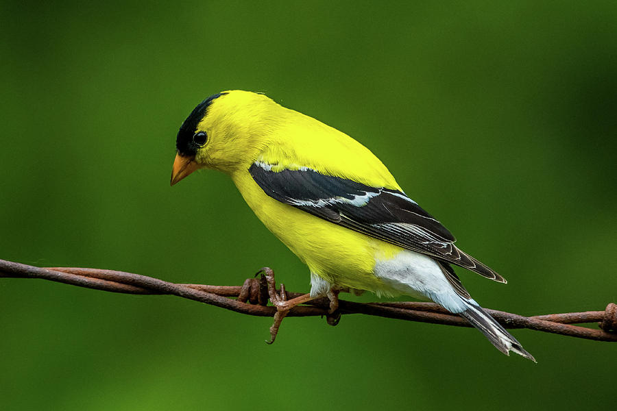 American Goldfinch On Barbwire Photograph by Paul Freidlund