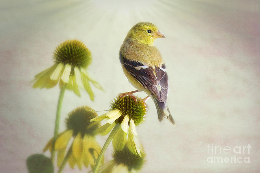 American Goldfinch On Coneflower Photograph by Sharon McConnell
