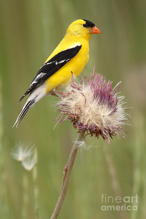 Wildlife Photograph - American Goldfinch On Summer Thistle by Max Allen