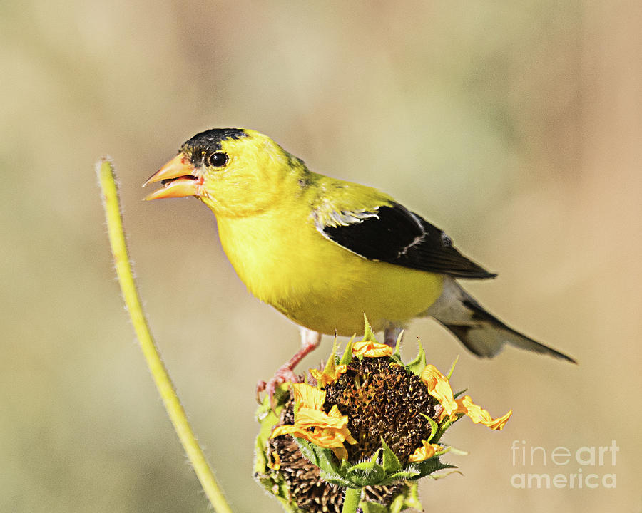 Finch Photograph - American Goldfinch on Sunflower by Dennis Hammer