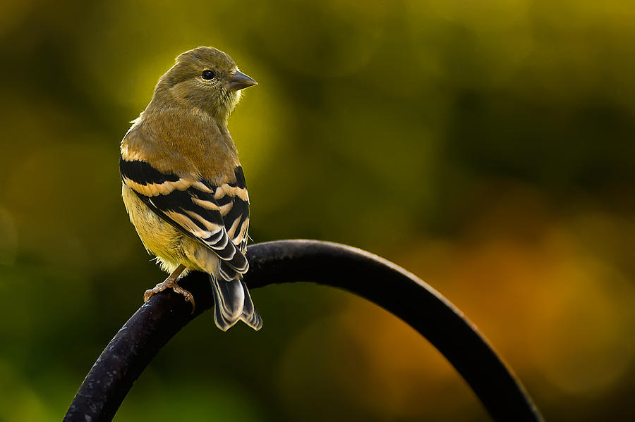American Goldfinch Photograph by Onyonet Photo studios