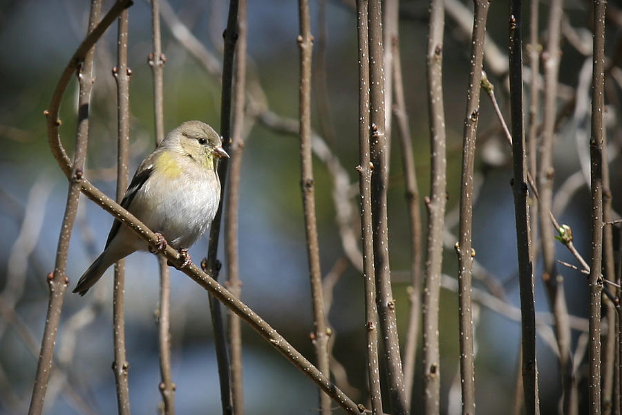 American Goldfinch Photograph by Patricia Montgomery
