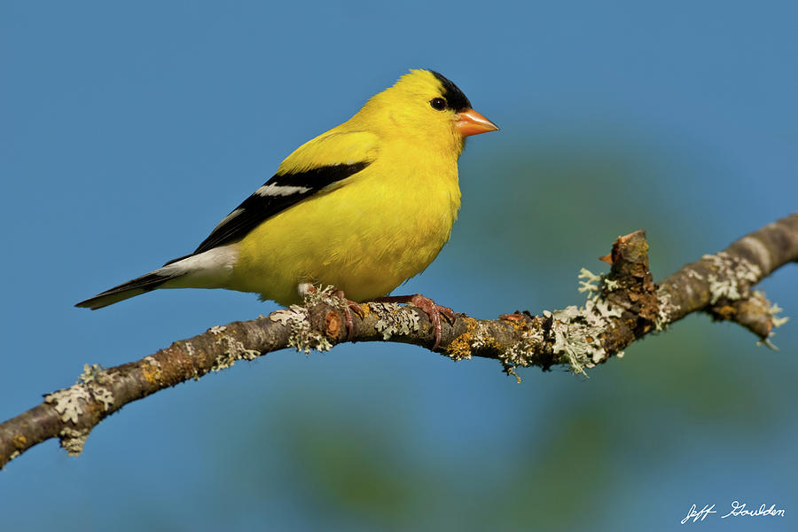 American Goldfinch Perched in a Tree Photograph by Jeff Goulden