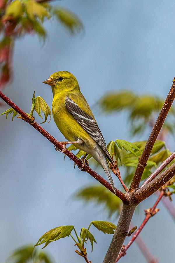 Finch Photograph - American Goldfinch perched in a tree. by Paul Freidlund