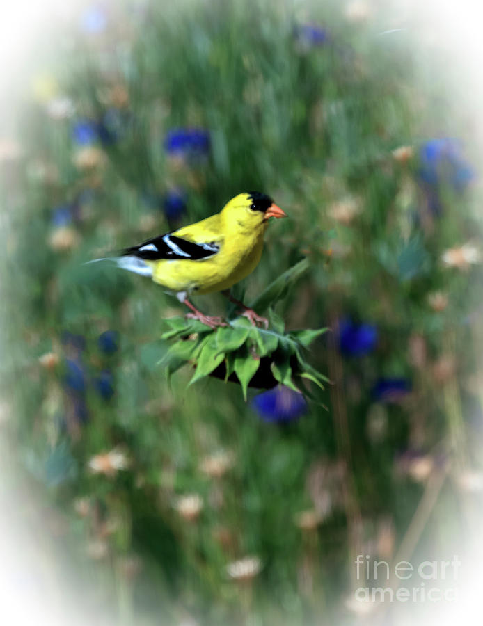 American Goldfinch Photograph by Robert Bales