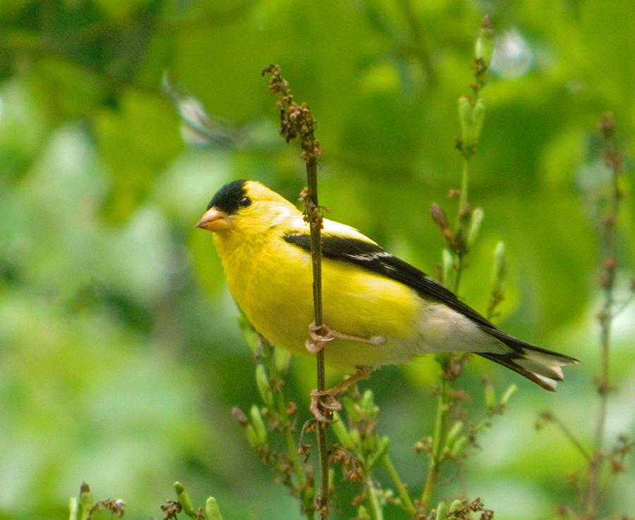 American Goldfinch Sittin In A Tree Photograph by Emmy Vickers