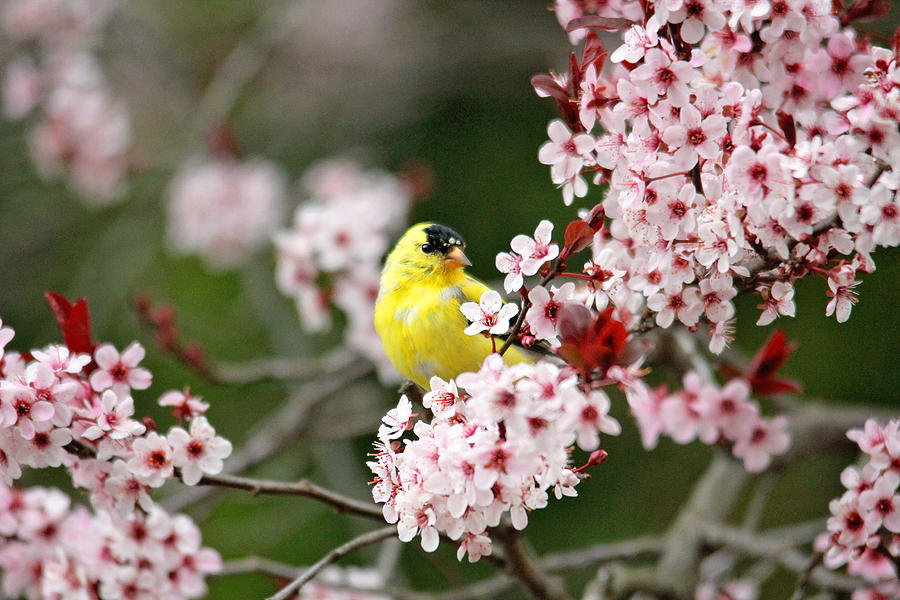 American Goldfinch Photograph by Trina  Ansel