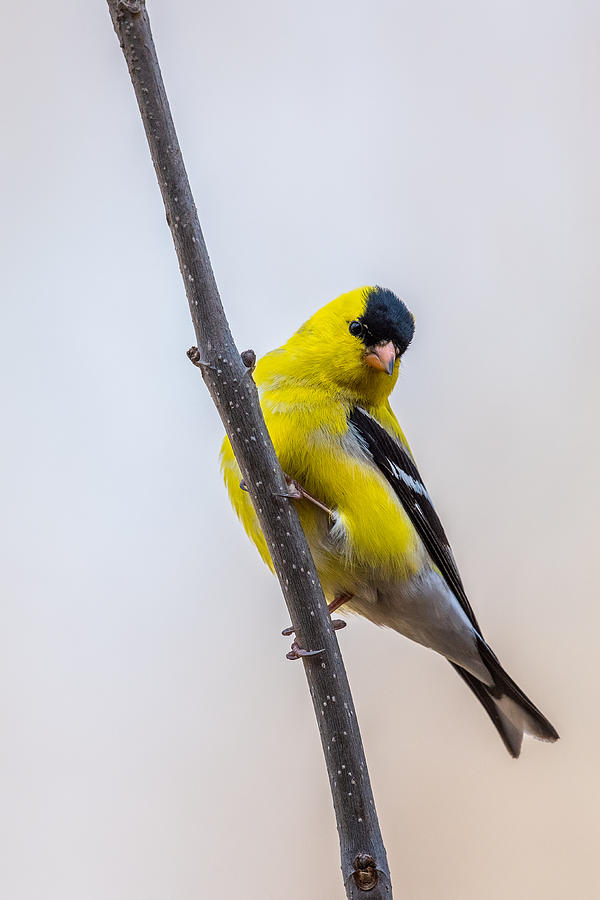 American Goldfinch Vertical Photograph by Paul Freidlund