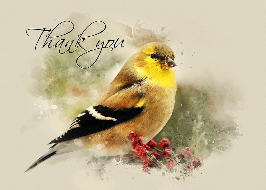 American Goldfinch Thank You Card Mixed Media by Christina Rollo