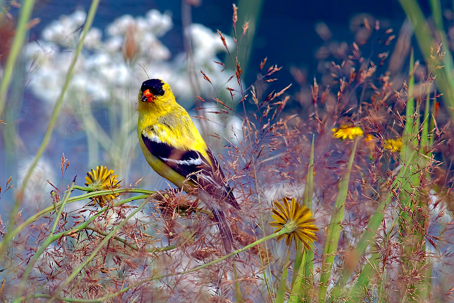American Goldfinch with Seed Photograph by Sharon Talson