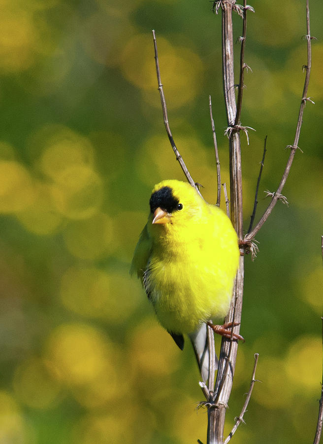 American Goldfinch with Yellow Wildflowers Photograph by Cascade Colors