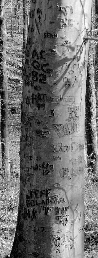 American Graffiti 5  Tattoos For Trees Photograph by Edward Smith