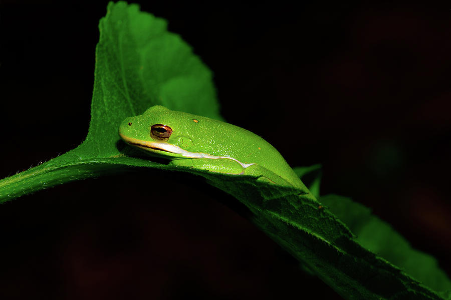 American Green Tree Frog - Hyla Cinerea Photograph