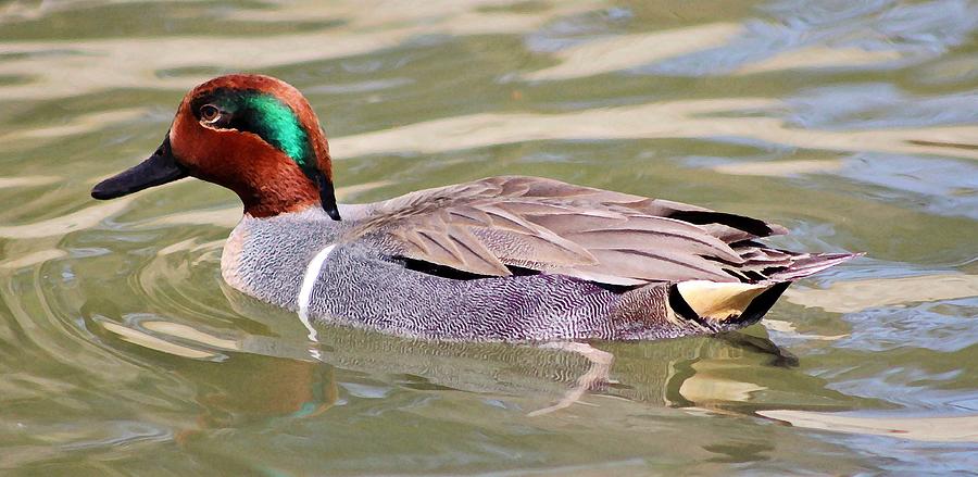 Duck Photograph - American Green Winged Teal by Cynthia Guinn
