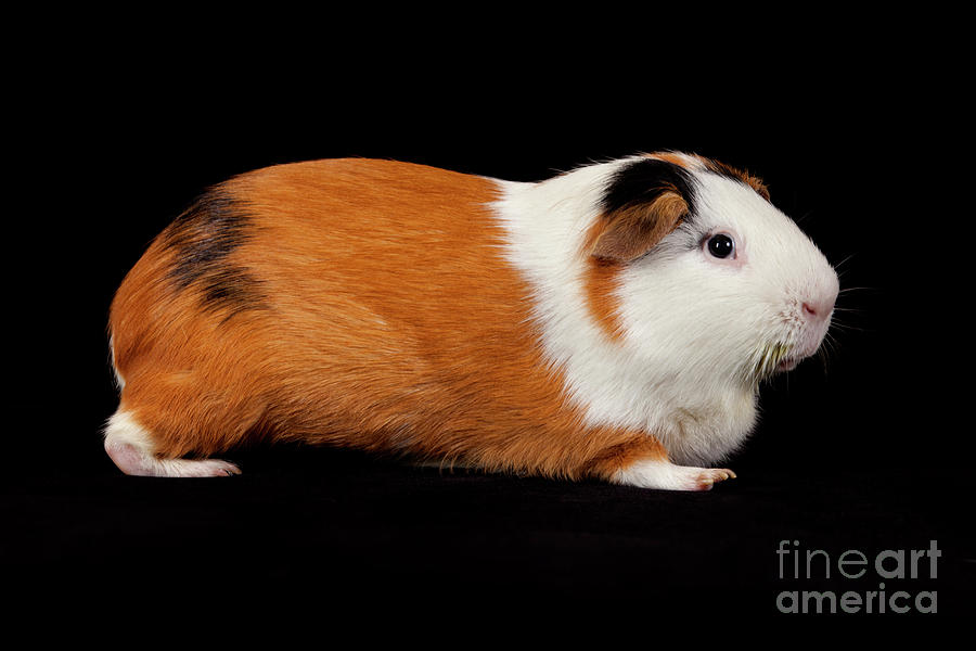  American Guinea Pigs - Cavia porcellus Photograph by Anthony Totah