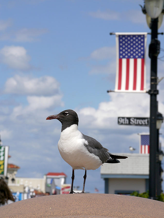 American Gull  Photograph by Richard Reeve