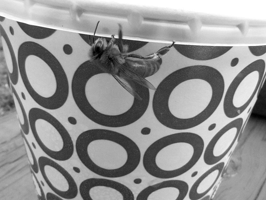 American Honey Bee in Black and White  Photograph by Christopher Mercer