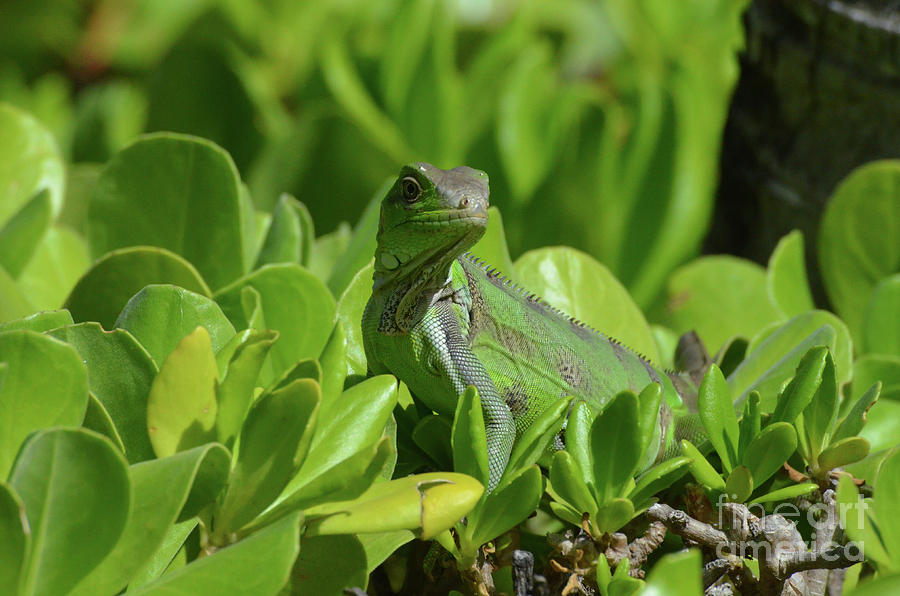 American Iguana Creeping through a Bush Photograph by DejaVu Designs