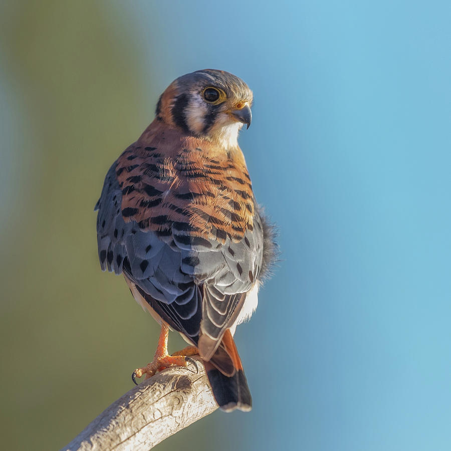 American Kestrel 3 Photograph by Angie Vogel