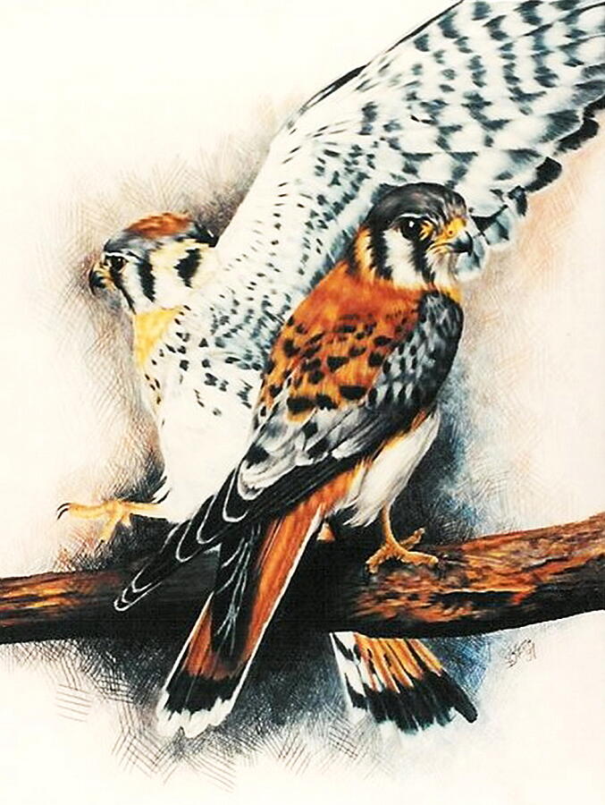 Hawk Drawing - American Kestrel by Barbara Keith