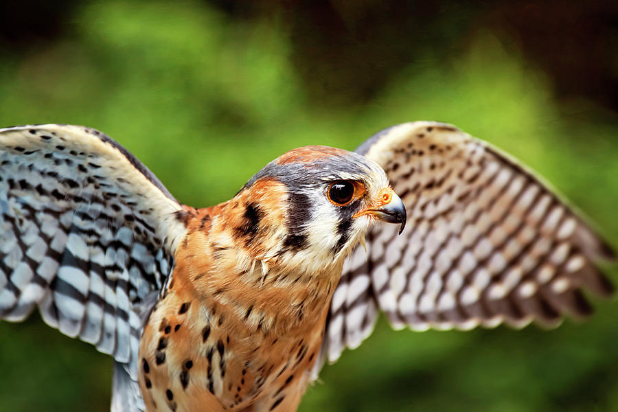 Falcon Photograph - American Kestrel - Bird of Prey by Peggy Collins