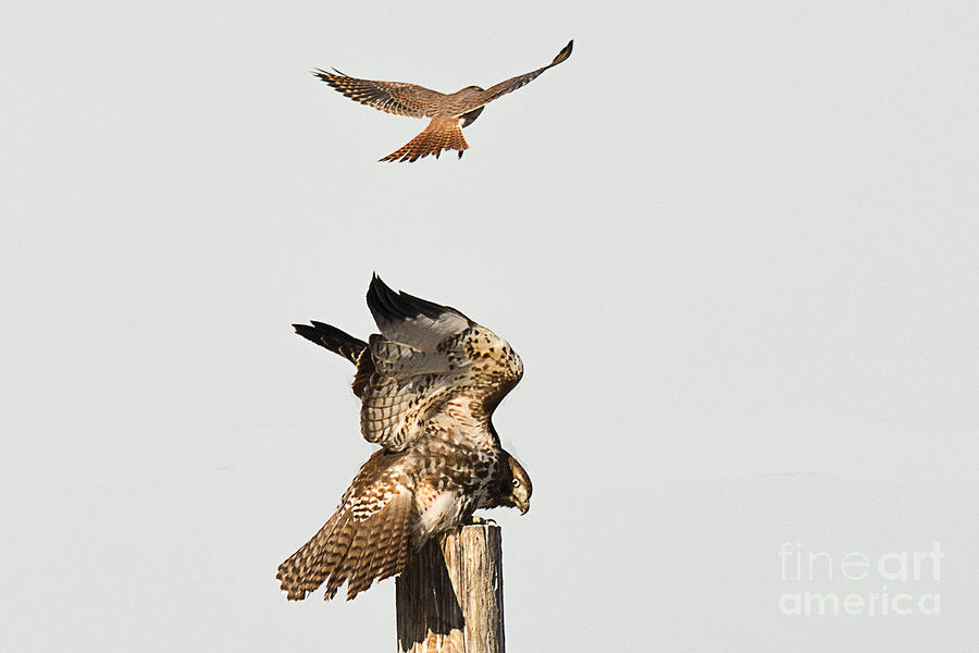 American Kestrel Bombards Red Tailed Hawk Photograph by Dennis Hammer