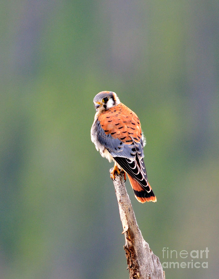 Falcon Photograph - American Kestrel  by Brad Christensen