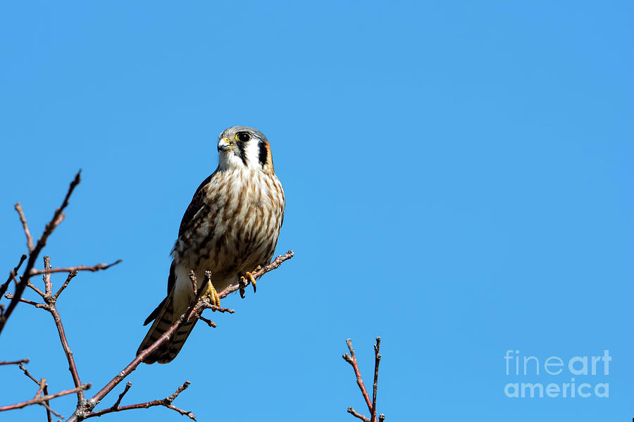 American kestrel falcon portrait Photograph by Sam Rino