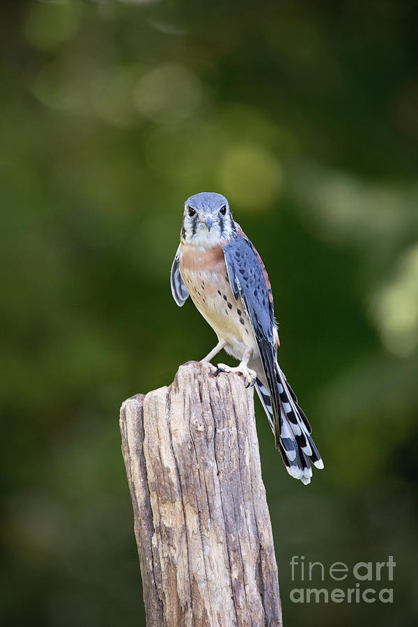 American Kestrel Falcon Photograph by Sharon McConnell