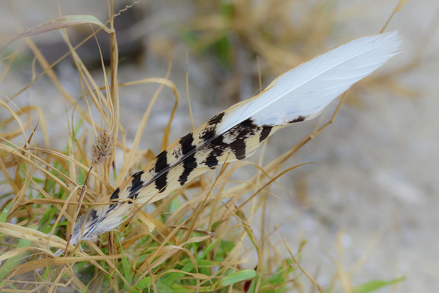 American Kestrel Feather Photograph by Debra Martz