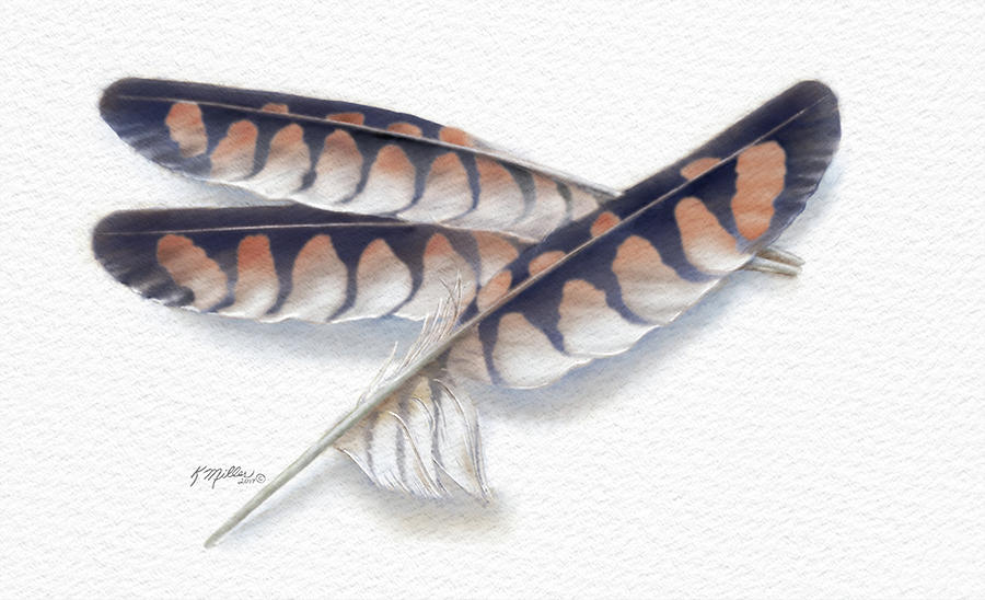 American Kestrel Feathers 2 Digital Art by Kathie Miller