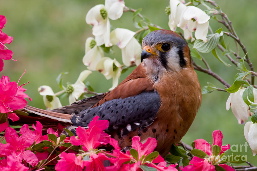 American Kestrel in the Springtime Photograph by Jill Lang