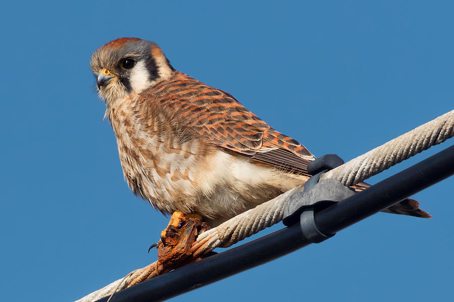 American Kestrel on a Wire Photograph by Kathleen Bishop