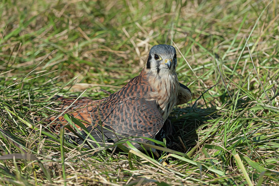 American Kestrel on the ground in the grass Photograph by Dan Friend