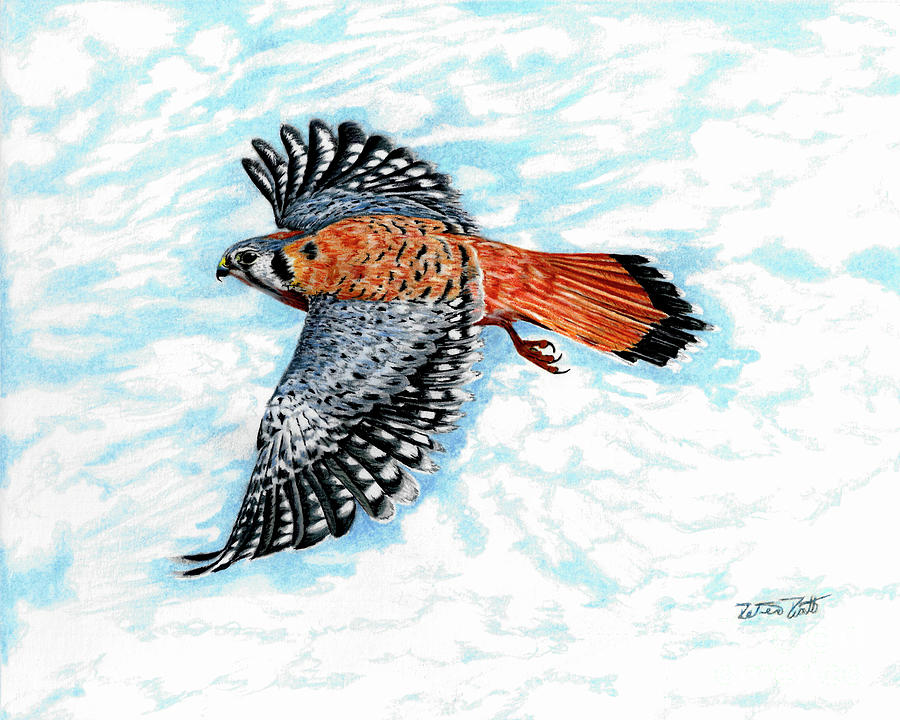 Sparrow Painting - American Kestrel by Peter Piatt