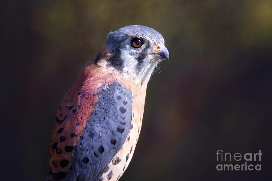 American Kestrel Portrait Photograph by Sharon McConnell