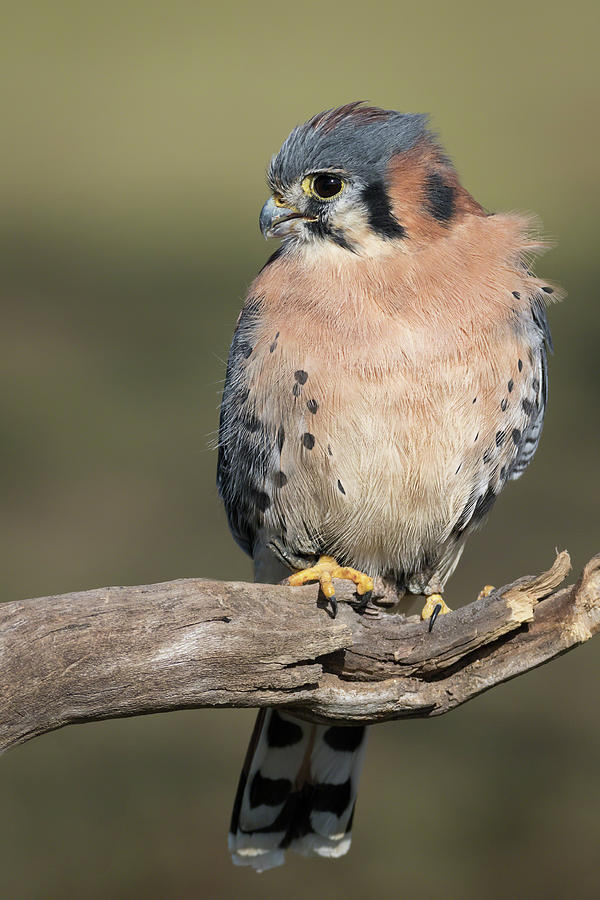 American Kestrel Portrait - Winged Ambassadors Photograph by Dawn Currie