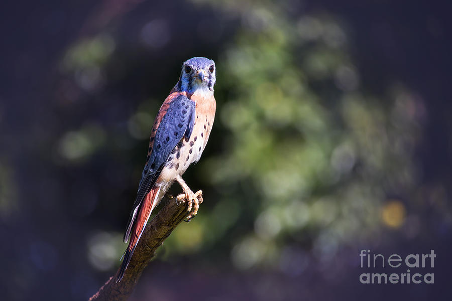 American Kestrel Photograph by Sharon McConnell
