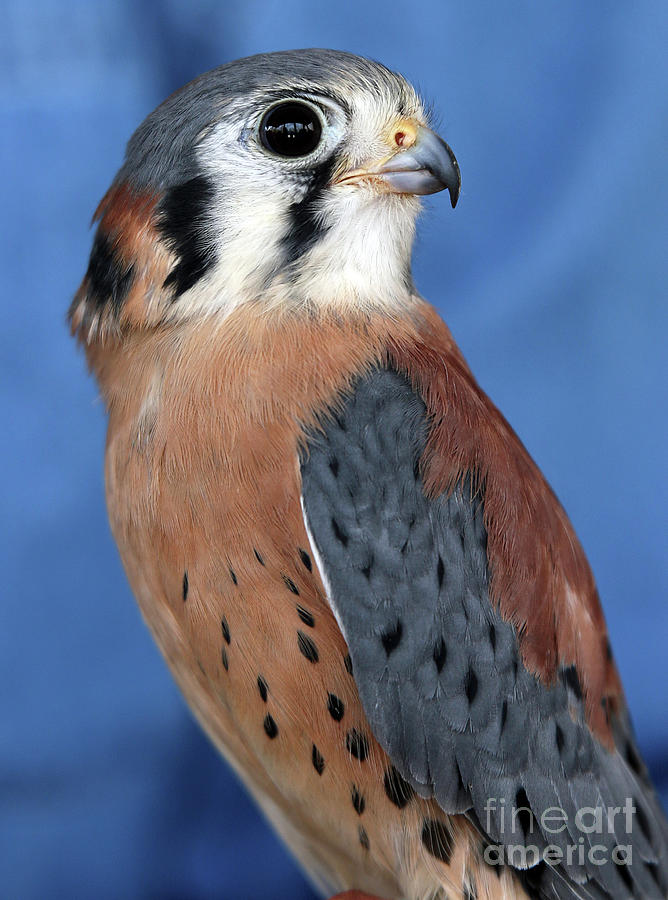 Falcon Photograph - American Kestrel by Steve Gass
