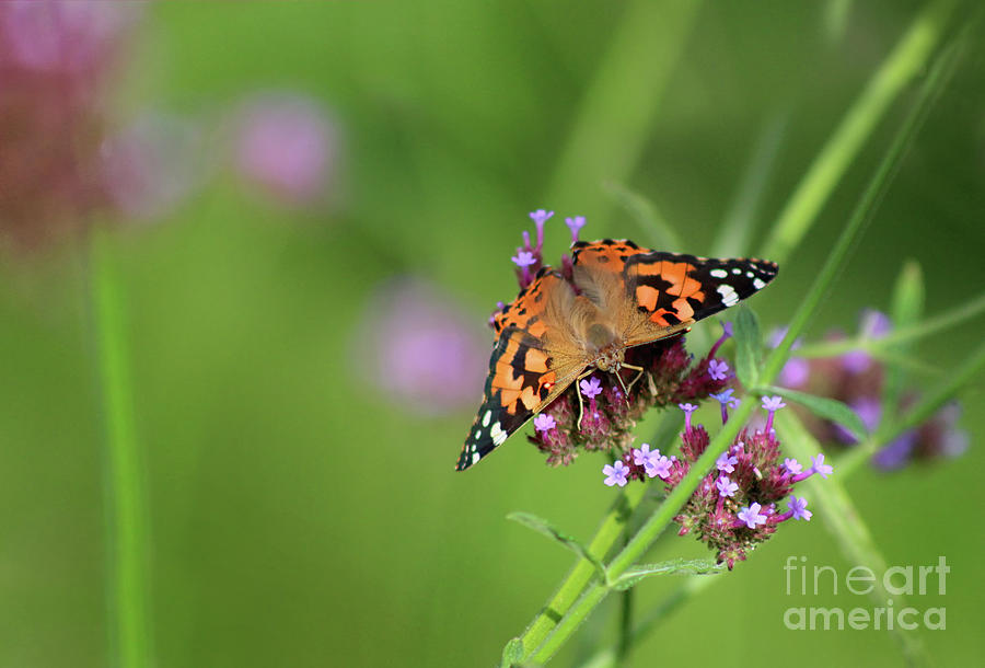 Painted Lady Butterfly Balancing Act Photograph by Karen Adams