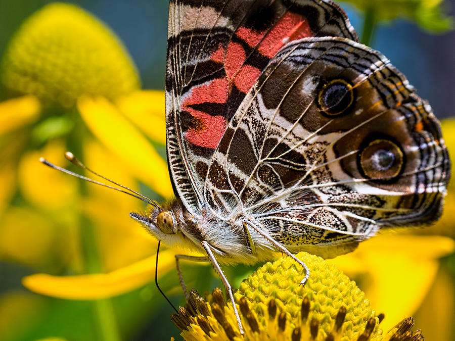 American Lady Butterfly Photograph by Brad Boland