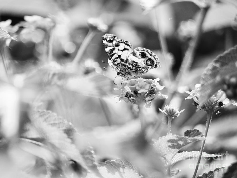 American Lady Butterfly in Black and White Photograph by Rachel Morrison