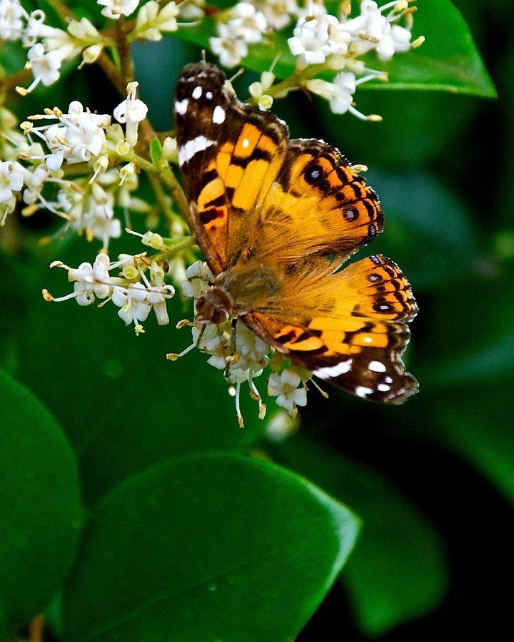 American Lady Butterfly Photograph