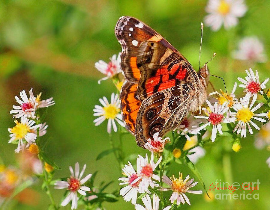American Lady Butterfly on Fall Flowers Photograph by Dorothy  Pugh