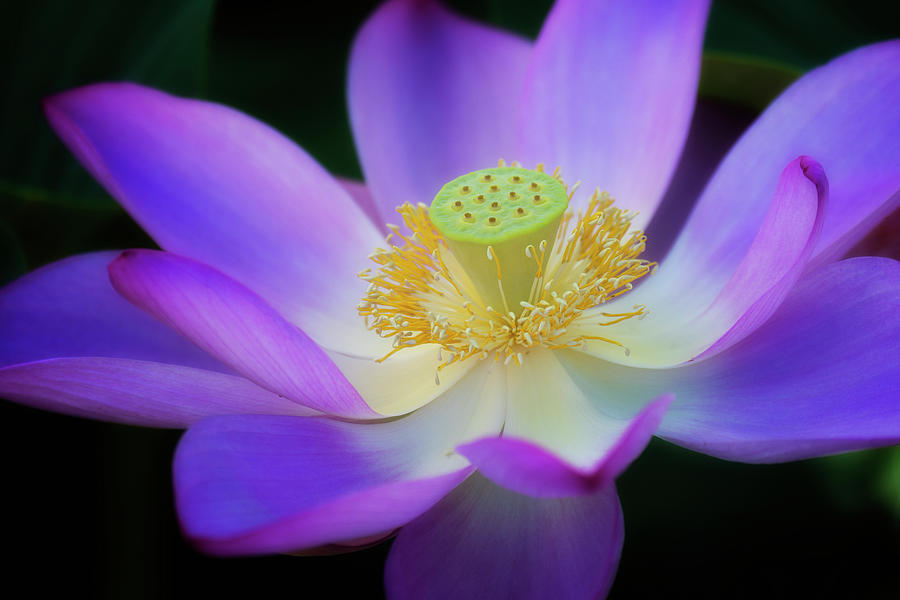 American Lotus and Seed Pod Photograph by Dennis Kowalewski
