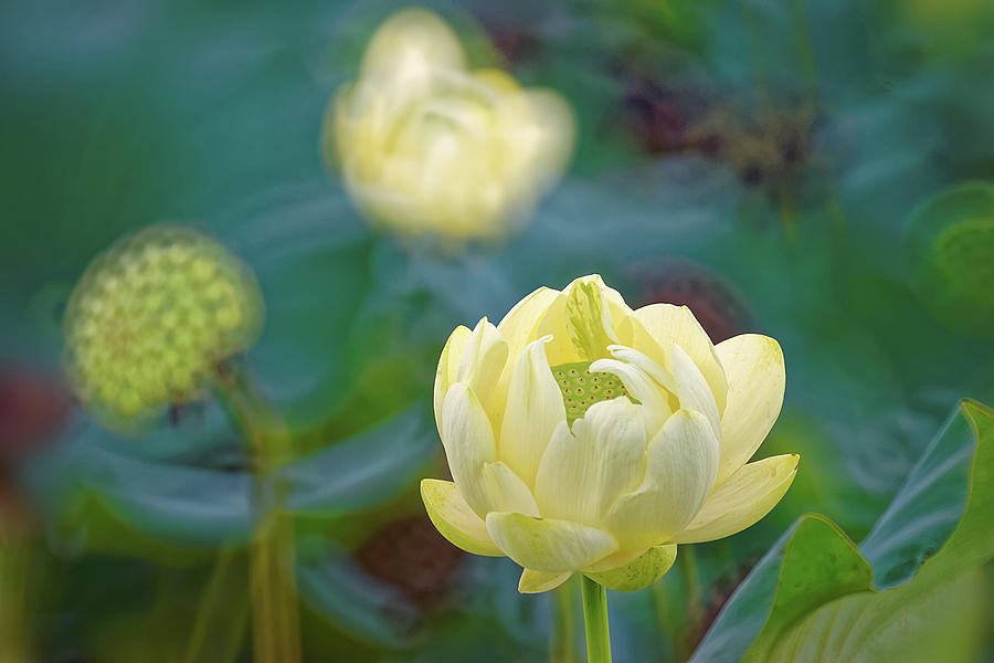 American Lotus Photograph by Robert Charity