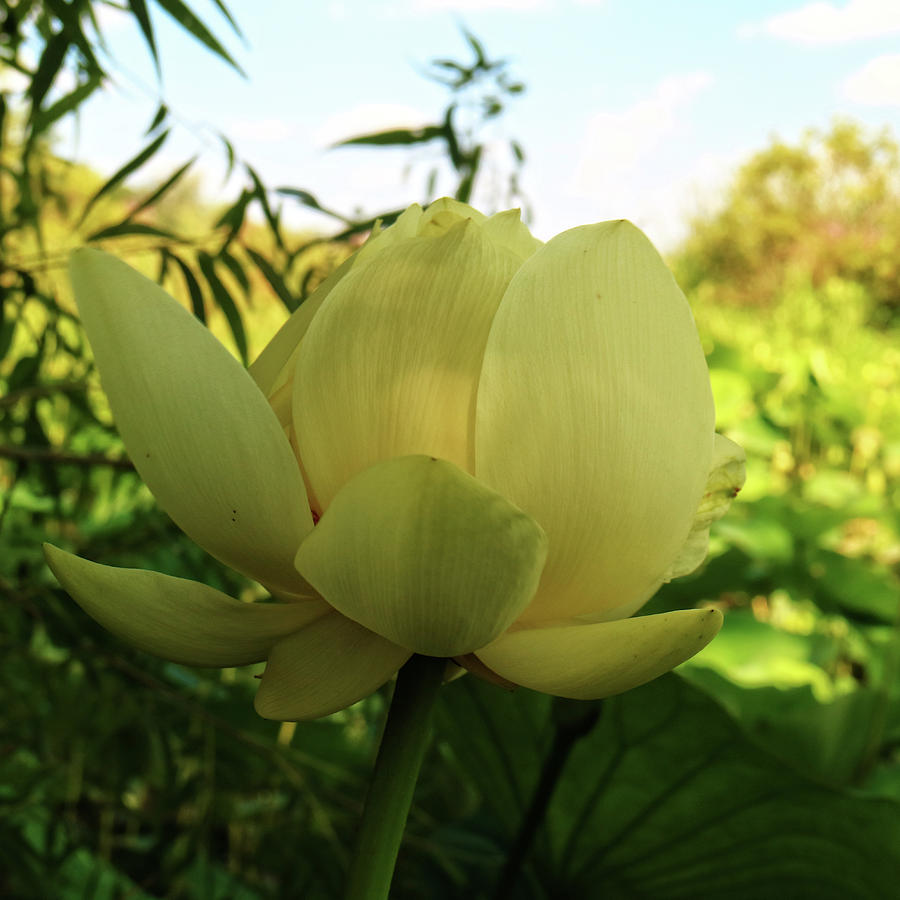 Nature Photograph - American Lotus by Scott Kingery