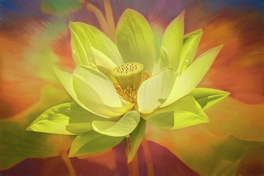 American Lotus Photograph by Wes Iversen