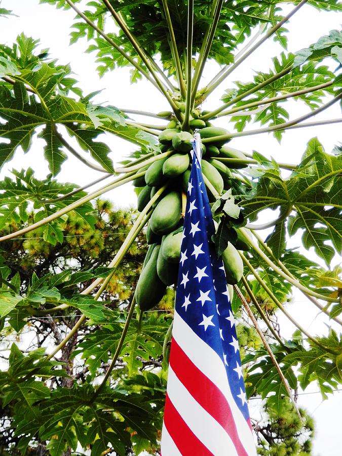 American Made Papaya Photograph by Belinda Lee